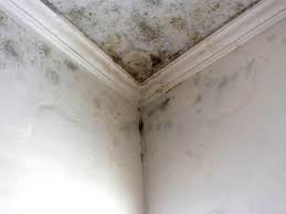 Best Mold Odor Removal Services  in Forest Heights, MD