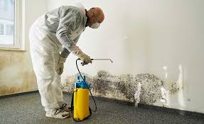 Best Mold Damage Restoration  in Forest Heights, MD