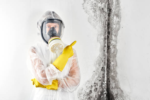 Trusted Forest Heights, MD Mold Removal & Remediation Experts